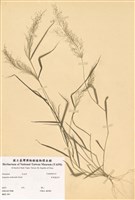 藏品(多桿畫眉草)的圖片